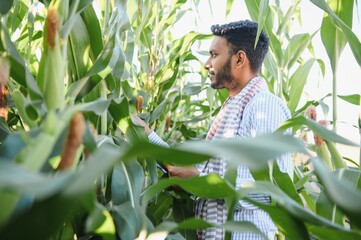 young indian farmer or agronomist at corn field. The concept of agriculture.