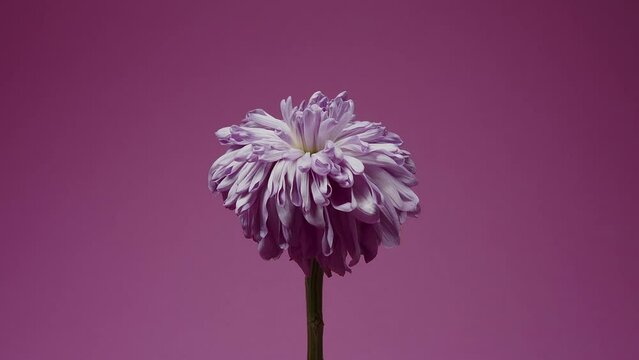Time-lapse of dying pink flower on pink background . High quality 4k footage