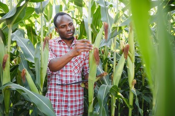 Young handsome African American Farmer or Agronomist inspects corn crop.