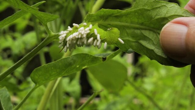 Tomato horn worm and wasp larvae on tomato plant