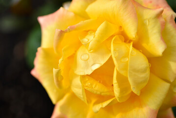 Fototapeta na wymiar Yellow rose after the rain. A beautiful rose in drops of water. Flowers close-up.