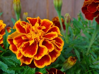 Blossoming French Marigold (Tagetes Patula) in Midsummer: A Vibrant Tapestry of Orange, Yellow and Red Amidst Verdant Greens in a Serene Garden - A Macro Study of Nature's Aesthetic Splendor