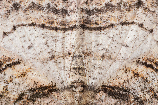 Moth Symmetry