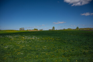 field of flowers and sky