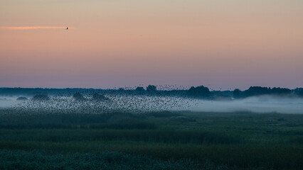 soaring flock of birds and during sunrise