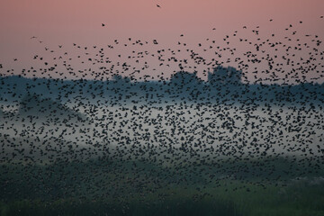 flock of birds in the morning