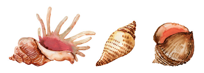 Watercolor sea shells set.
