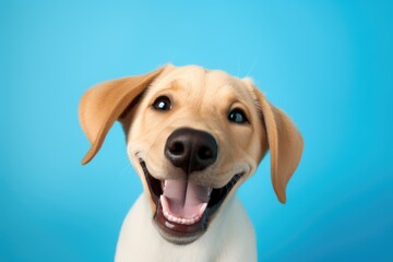 cute dog on blue background, AI Generated