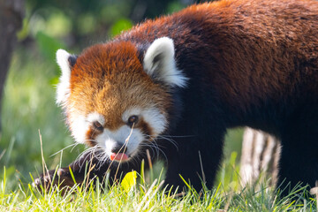 close up of red panda with her tongue out playing in the grass