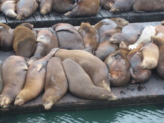 Seelöwen beim Sonnebaden