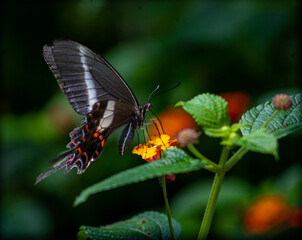 Nature Brazil