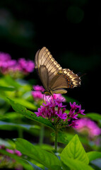 Nature Brazil