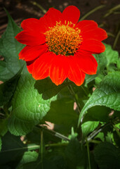 red flower in garden 