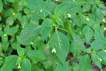 Impatiens parviflora grows in the wild