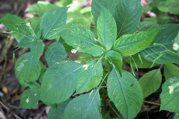 Impatiens parviflora grows in the wild