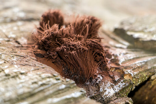 Stemonitis axifera growing on a stump. Slime mold from chocolate tubes. Mushrooms Slug fungi or myxomycetes. Stemonite