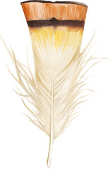 Decoration feather watercolor illustration