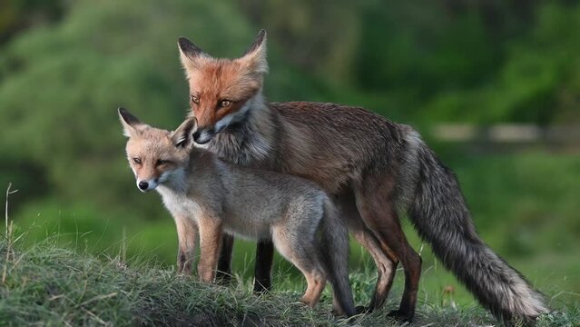 Red fox Vulpes vulpes. Fox with cub. The fox cleans the puppy. Close up.