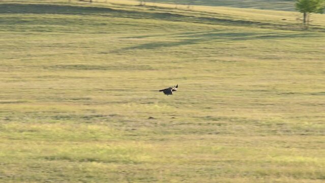 Cinereous Vulture Aegypius monachus. A bird in flight. Slow motion.