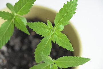 Greenery