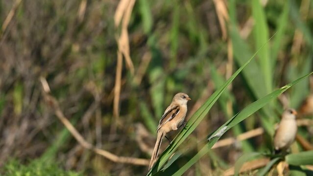 Bird bearded tit sits on a reed. Panurus biarmicus. A group of birds flying in the reeds. Slow motion.