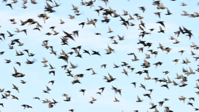 Common starling Sturnus vulgaris, also known as the European starling. A flock of birds in flight. Slow motion.