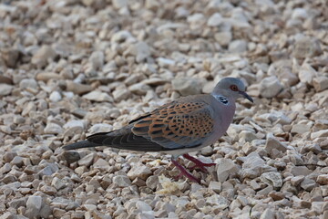 Wild pigeon on the beach in search of food