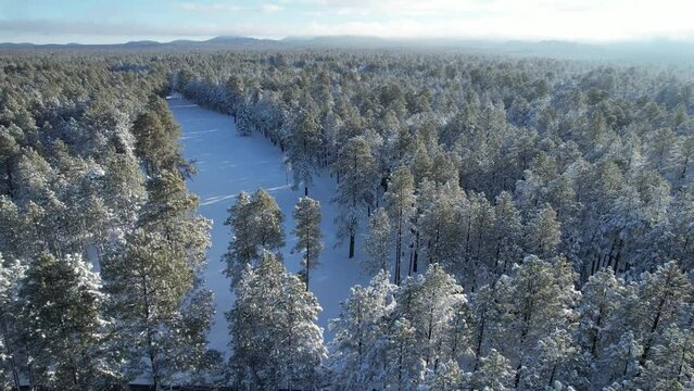 Snowy Forest Aerial