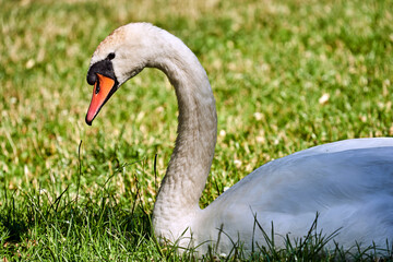 A white adult swan sitting on the grass in a meadow