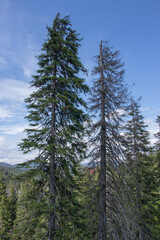 pine forest in winter