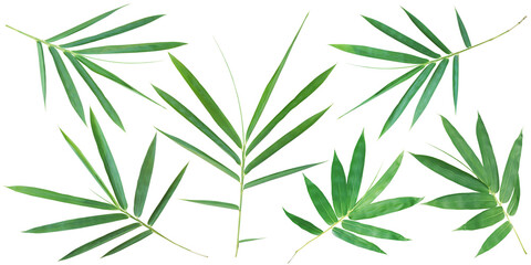 Bamboo Leaves Isolated on White Background with Clipping Path