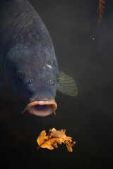 fish in the aquarium