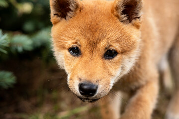 portrait of a dog