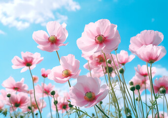 Pink beautiful Anemone flower against blue sky