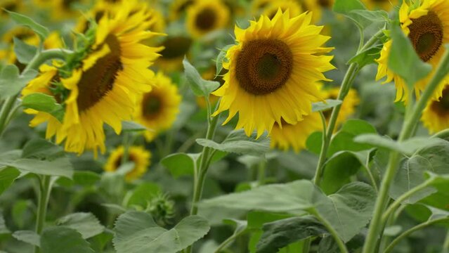 Sunflower field. Blooming sunflowers plantation in agricultural field at summer day. Bright summer landscape