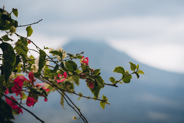 Close up shot of bush flowers on mountain Batur background. Blooming pink flowers on green branch with Batur volcano background