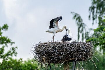 closeup of a stork's nest with young storks inside