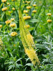 Eremurus stenophyllus (foxtail lilies or desert candles) yellow flowering plant in flower garden