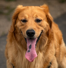 golden retriever with a long spotted tongue 