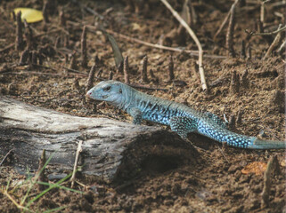 Lizard, Loíza, Puerto Rico