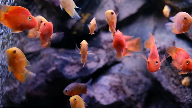 goldfish in an aquarium, colorful fishes swimming in a fish tank