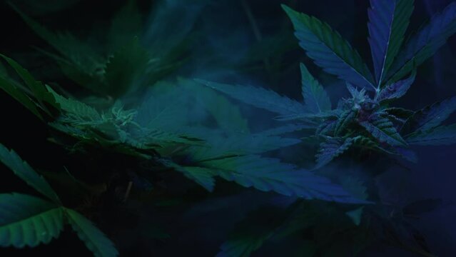 Macro cannabis plant bush, violet smoke cloud. Organic grow, neon colorful light