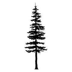 Douglas Fir tree silhouette. Vector illustration