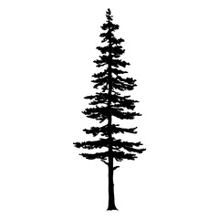 Douglas Fir tree silhouette. Vector illustration - obrazy, fototapety, plakaty