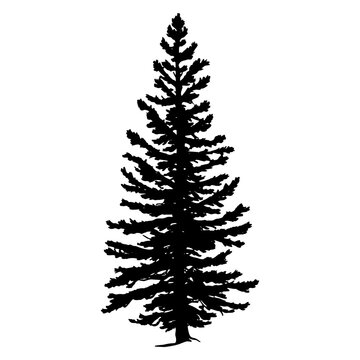 Douglas Fir tree silhouette. Vector illustration