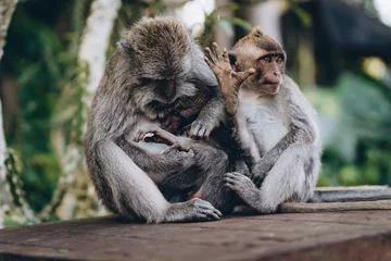 Fototapeten Close up shot of twee monkeys searching hair. Funny macaques looking for lice in monkey forest © Flash concept