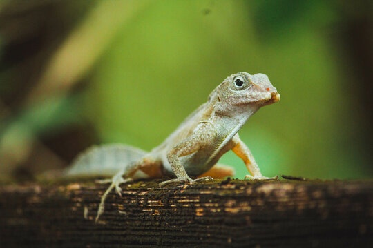 Lizard, Lo&iacute;za, Puerto Rico