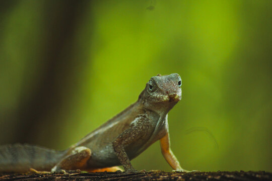 Lizard, Lo&iacute;za, Puerto Rico