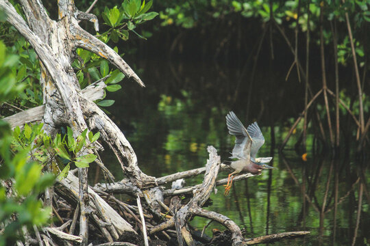 Flying Bird, Lo&iacute;za, Puerto Rico. Martinete, Butorides virescens 