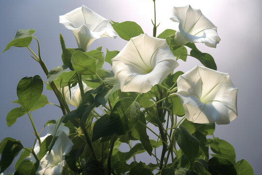 A photo showcasing Morning glory (Rivea corymbosa), emphasizing its delicate white flowers, heart-shaped leaves, and presence of psychoactive ergoline alkaloids. Generative AI technology.